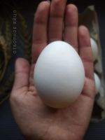 Лот: 19107741. Фото: 2. Яйцо куриное. Продукты
