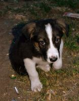 Лот: 1886663. Фото: 2. Щенку нужна передержка/дом. !. Животные и уход