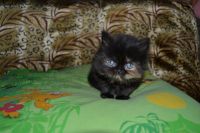Лот: 4107549. Фото: 2. Персидский котёнок. Животные и уход