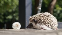 Лот: 25556112. Фото: 4. Африканский карликовый ежонок... Красноярск