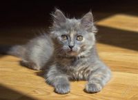 Лот: 2919559. Фото: 2. Солнечная котейка!. Животные и уход