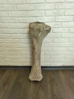 Лот: 20681130. Фото: 2. Кость мамонта. Коллекционирование, моделизм