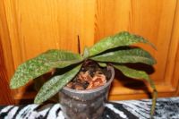 Лот: 1548950. Фото: 2. Орхидея Paphiopedilum (венерин... Комнатные растения и уход