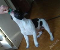 Лот: 734940. Фото: 2. Французкий Бульдог. Животные и уход