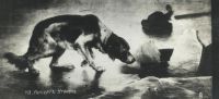 Лот: 15222744. Фото: 3. дореволюционная открытка * собаки... Коллекционирование, моделизм