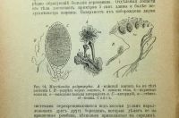 Лот: 16912887. Фото: 5. Доктор. Р. Гимм. Низшие растения...