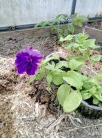 Лот: 9425860. Фото: 3. Петунья ниагарский водопад. Для дачи, дома, огорода, бани, парка