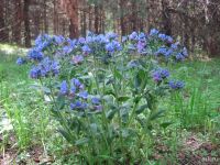 Лот: 13569271. Фото: 3. Медуница мягчайшая - Pulmonaria... Для дачи, дома, огорода, бани, парка