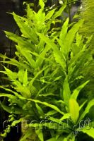 Лот: 2667665. Фото: 2. набор растений срочно. Аквариумистика