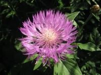Лот: 7321893. Фото: 2. Василек горный «Violetta» (садовый... Семена, рассада, садовые растения