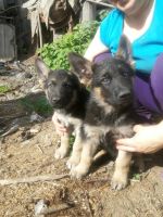 Лот: 11765863. Фото: 2. Щенки вео. Животные и уход