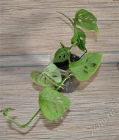 Лот: 362914. Фото: 2. Монстера неравнобокая (Мonstera... Комнатные растения и уход