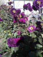 Лот: 8182844. Фото: 2. георгины разные цвета,кусты полностью... Семена, рассада, садовые растения