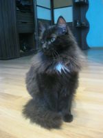 Лот: 6736421. Фото: 4. Кот Красавец (7 мес. Кастрирован... Красноярск