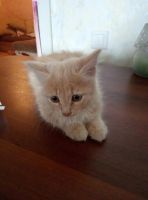 Лот: 7937865. Фото: 2. милейший котенок, очень активный... Животные и уход