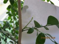 Лот: 7308690. Фото: 6. муррайя №9