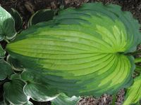 Лот: 20423339. Фото: 2. хоста Эмералд Раф Кат (hosta Emerald... Семена, рассада, садовые растения