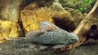 Лот: 16202564. Фото: 3. Синодонтис эруптерус (Synodontis... Растения и животные