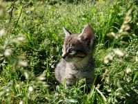 Лот: 16493580. Фото: 2. Котёнок. Животные и уход