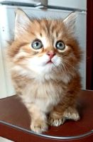 Лот: 25125375. Фото: 4. Рыжий котёнок. Красноярск