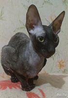 Лот: 13161462. Фото: 2. Взрослая кошка корниш-рекс. Животные и уход