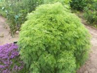 Лот: 11571258. Фото: 5. полынь божье дерево