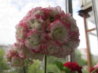 Лот: 10058105. Фото: 6. Пеларгония Apple Blossom Rosebud...