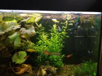 Лот: 10169239. Фото: 4. Действующий аквариум 130 л. Красноярск