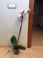 Лот: 16072364. Фото: 3. Орхидея Фаленопсис Грандифлора. Растения и животные