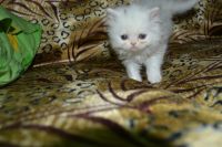 Лот: 4107480. Фото: 3. котёнок персидский белый. Растения и животные
