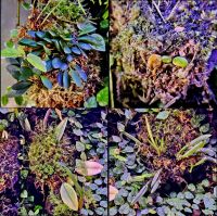 Лот: 25855696. Фото: 5. Мини-Орхидеи. Большая коллекция