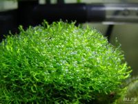 Лот: 13151679. Фото: 2. Риччия плавающая (Ricca fluitans... Аквариумистика