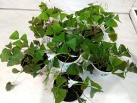 Лот: 9972306. Фото: 4. Оксалис(кислица)"Бабочки летают... Красноярск