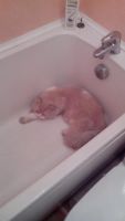 Лот: 4008887. Фото: 2. Британский длинношерстный котенок... Животные и уход