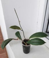 Лот: 9918158. Фото: 2. Хойя Инкрассата Hoya incrassata. Комнатные растения и уход