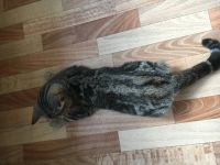 Лот: 14304619. Фото: 6. Кошка Британская