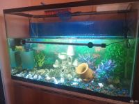 Лот: 18191722. Фото: 3. Аквариум. 130 литров. Рабочий. Растения и животные