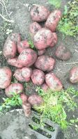 Лот: 10200680. Фото: 2. Картофель 2017г. Продукты