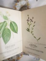 Лот: 19490706. Фото: 2. Атлас дикорастущих цветочных растений... Справочная литература