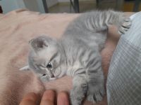 Лот: 22494218. Фото: 2. Британская кошечка родилась 4... Животные и уход