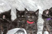 Лот: 13683737. Фото: 3. Котята Мейн Кун. Растения и животные