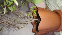 Лот: 5609720. Фото: 3. домашний Гранат,активно плодоносит... Растения и животные