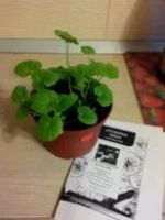 Лот: 7225779. Фото: 4. Сеянцы сортовых пеларгоний. Красноярск