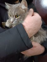 Лот: 21143616. Фото: 2. Кот длинношерстный. Животные и уход