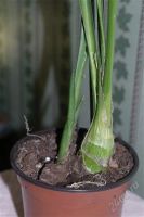 Лот: 2858058. Фото: 2. орхидея цимбидиум с деткой.Цвет... Комнатные растения и уход