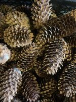 Лот: 25889846. Фото: 4. Шишки еловые для творчества