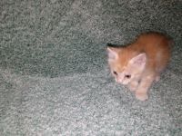 Лот: 13827529. Фото: 5. котята бобтейла