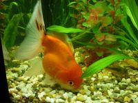 Лот: 167467. Фото: 3. рыба золотая. Растения и животные