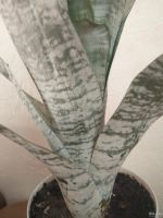 Лот: 18068882. Фото: 3. Эхмея полосатая (Aechmea fasciata... Растения и животные
