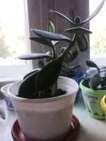 Лот: 7871811. Фото: 2. Денежное дерево. Комнатные растения и уход